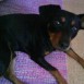 MI PINSCHER MILO !!!